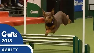 Agility - International Invitation - Large Agility | Crufts 2018