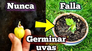 CIENTOS de PLANTAS de UVA en DÍAS 🍇 Germinar semillas de uva (Plantar y sembrar Uvas) Germinar Uva