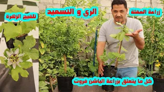 زراعة الباشن فروت من العقلة حتي الاثمار, ري و تسميد الباشن فروت, تلقيح زهرة الباشن فروت,