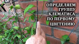 Хотите гарантированно определить группу обрезки своего клематиса? Показываю самый точный способ