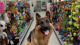 BUYING MY DOG EVERYTHING HE TOUCHES