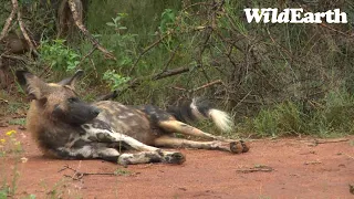 WildEarth - Sunset Safari - 09 Feb 2023