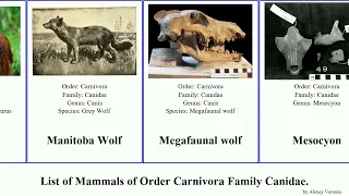 List of Mammals of Order Carnivora Family Canidae. wolf canis vulpes fox jackal latrans culpaeus