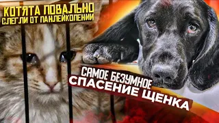 Самое невероятное на моей практике спасение Щенка 😱| У котят эпедемия панлейкопении😞