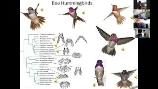 Singing hummingbird feathers and the quiet flight of owls [research seminar]