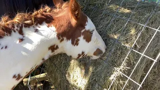 Hay-Miser round bale feeder rationing