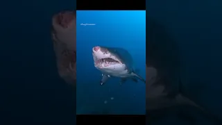 The scariest sand tiger shark😱🦈 #shorts #shark #wild #scary #viral