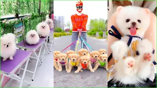 Tik Tok Chó Phốc Sóc Mini 😍 Funny and Cute Pomeranian #165