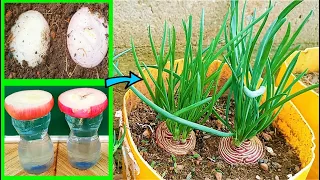 The fastest way to grow Onions from bulbs?