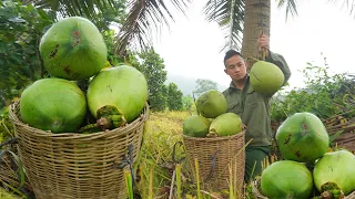 Build a new camp to conveniently take care of crops and harvest coconuts to sell at the market