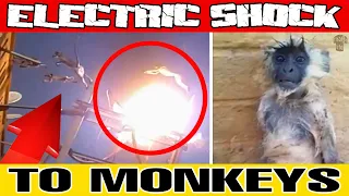 MONKEYS VS ELECTRIC CURRENT ELECTRIC SHOCK TO MONKEYS