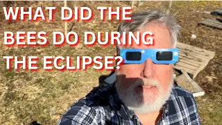What did the bees do during the Eclipse?