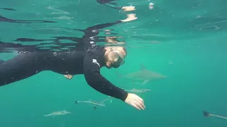 Shark Snorkeling 2017 - Durban - South Africa