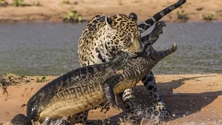 Jaguar vs Crocodile | attack wild animals videos
