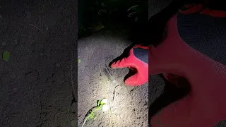 Shocking surprise while digging at night!