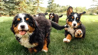Bernese Mountain Dog Puppies Playing in Slow Motion || Ep 12