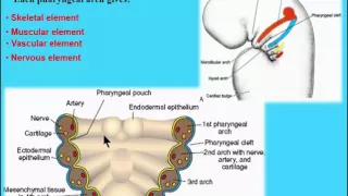 3  pharyngeal arches introduction