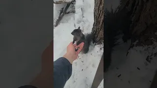 How I Made Friends With A Squirrel