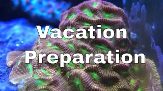 How to prepare your SALTWATER TANK for a VACATION