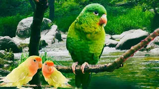 Affectionate Colorful Birds In Nature 4K | Relaxing Healing Heart & Soul Music & Nature Sounds