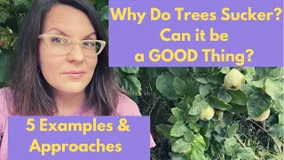 Why Do Trees Sucker? Can Suckers Be a Good Thing? Let’s Look at Some Examples