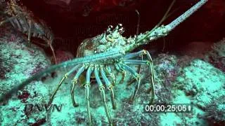 7/31/2010 HD Lobster footage close up.