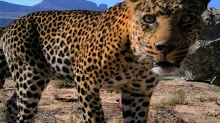 Most difficult animal to track? It's not the Cape Leopard...