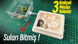 Suları Bitmiş ! | 3 Kraliçeli “Mercury” Messor Kolonisi | Günlük 2