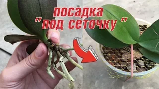 РЕАНИМАЦИЯ ОРХИДЕИ из торфяного стаканчика 🌺 посадка под сеточку