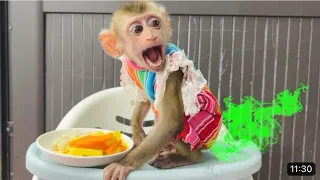 Monkey Diana pooped ran to find her mother to change diaper when her constipation stopped