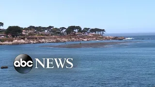 Surfer suffers ‘significant’ injury during shark attack at California beach l ABC News