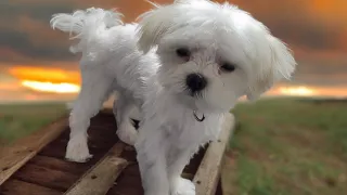 flash maltese puppy 1st groom