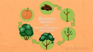 Размножаване, растеж и развитие на растенията - Човекът и природата 4 клас | academico