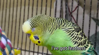 Feathers - Boba the Budgie - Talking Parakeet