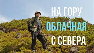 На гору Облачная, маршрут с севера  (Приморский край, Чугуевский район) май 2022