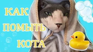 КАК ПОМЫТЬ КОТА ^ МОЕМ ЛЫСОГО СФИНКСА