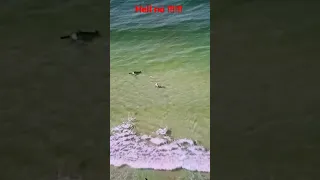 Rare Footage Shark Attacks  Swimmer!!!!!!!!