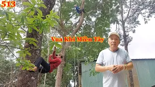 Vua Khỉ Miền Tây và đệ tử cưa cây Xà Cừ đã ... gặp điều gì ? Cutting nacre tree .