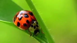 Hyper Ladybug