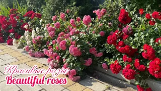 Самые красиво цветущие розы с названиями (Урал, 3 зона)