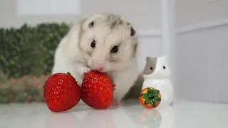 Funny and Cute Moment of the Animals Hamster Lucu Funny Hamsters Videos Complication #2