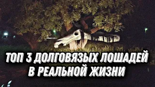 Топ 3 Долговязых Лошадей в реальной жизни / Long Horse в реальной жизни