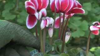 Cyclamen Plant Care - Indoor Growing Conditions