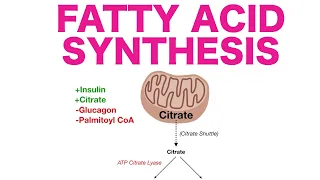 Fatty Acid Synthesis