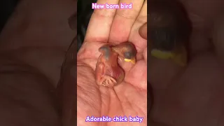 New Born Bird #baby #bird #sparrow