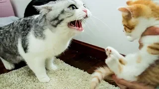 There came an orange cat at home, the others all went crazy: Kick him out! | SanHua Cat Live