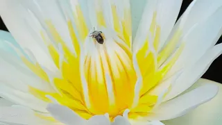 Attract pollinators to your garden