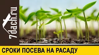 Когда сеять на рассаду томаты, перцы и баклажаны - 7 дач