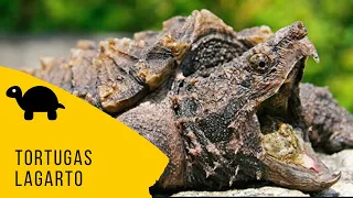 TORTUGAS LAGARTO|Cudados y alimentacion|PELIGROSA| Como cuidar una tortuga lagarto