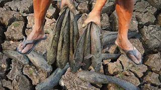 Find Many Catfish in Secret Hole Dry - Unique  Catching Catfish Underground Soil In Dry Season